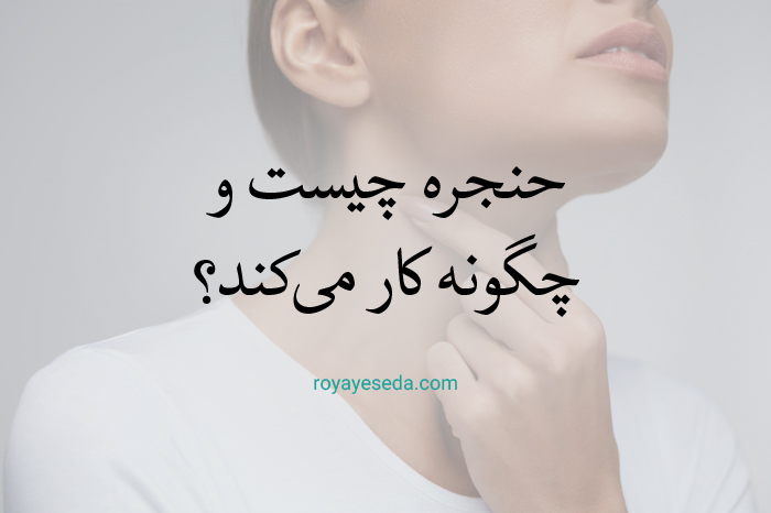 آشنایی با ساختمان حنجره و تاثیر آن بر صدا